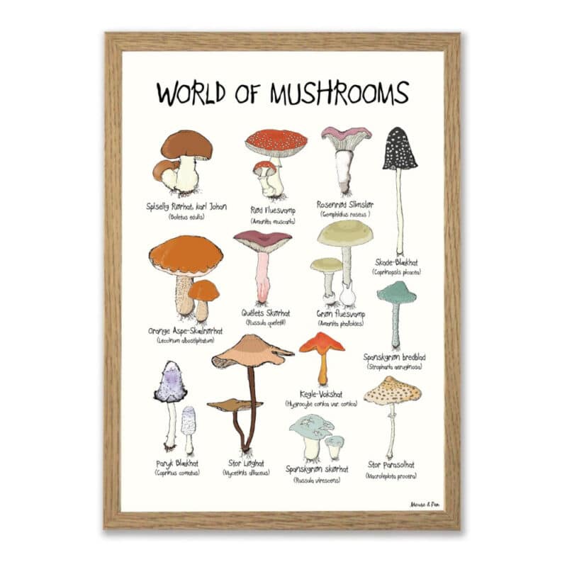 World of Mushrooms plakat på hvid baggrund og med titlen øverst. Oversigt med 13 forskellige slags svampe, tegnet i en skæv og charmerende streg.