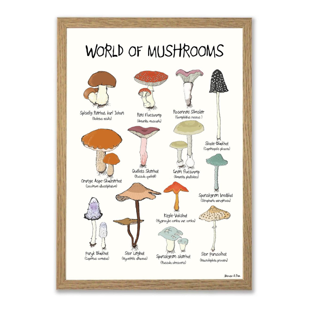 World of Mushrooms plakat på hvid baggrund og med titlen øverst. Oversigt med 13 forskellige slags svampe, tegnet i en skæv og charmerende streg.