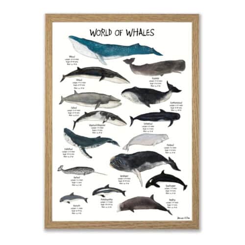 World of Whales plakat på hvid baggrund med titel i toppen. Oversigt over 15 forskellige hvaler, tegnet i en skæv og charmerende streg. Hvalerne er i blå, grå og hvide nuancer og der er blandt andet kaskelot, blåhval, spækhugger og mange flere.